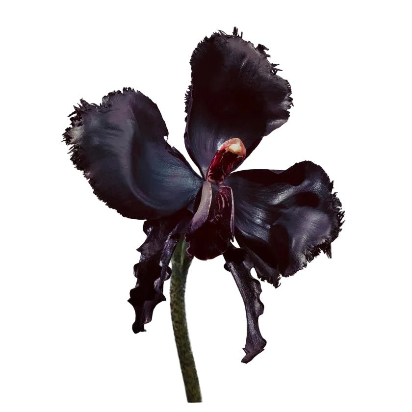 Tom Ford Black Orchid Reserve fragrance — view 2